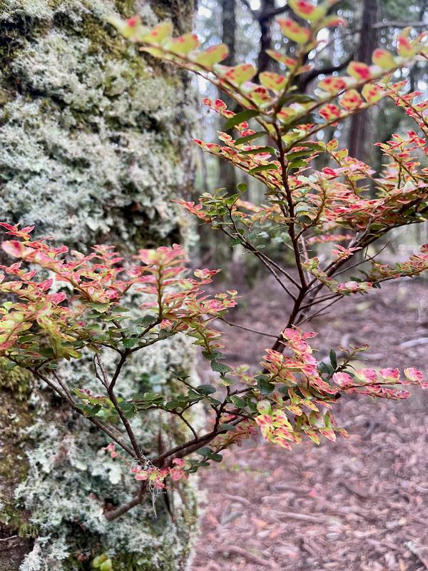Overland Track photograph