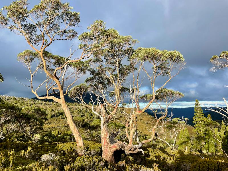 Overland Track photograph