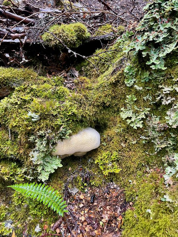 Overland Track photograph