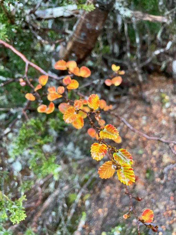 Overland Track photograph