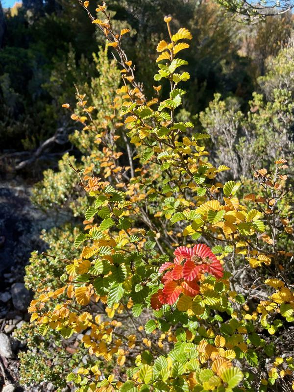 Overland Track photograph