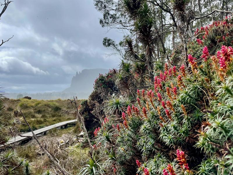 Overland Track photograph