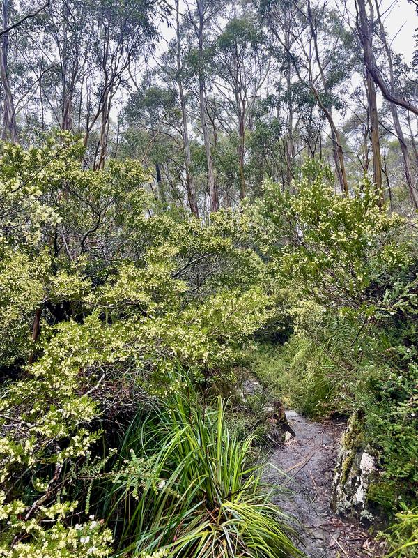 Overland Track photograph