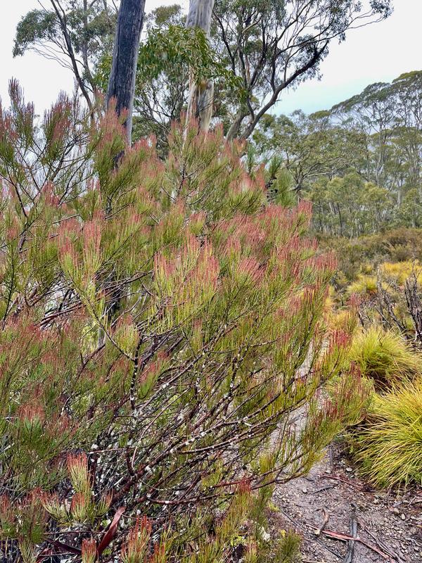 Overland Track photograph