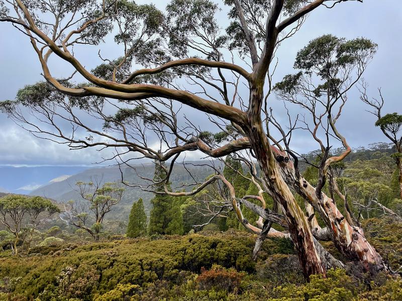 Overland Track photograph