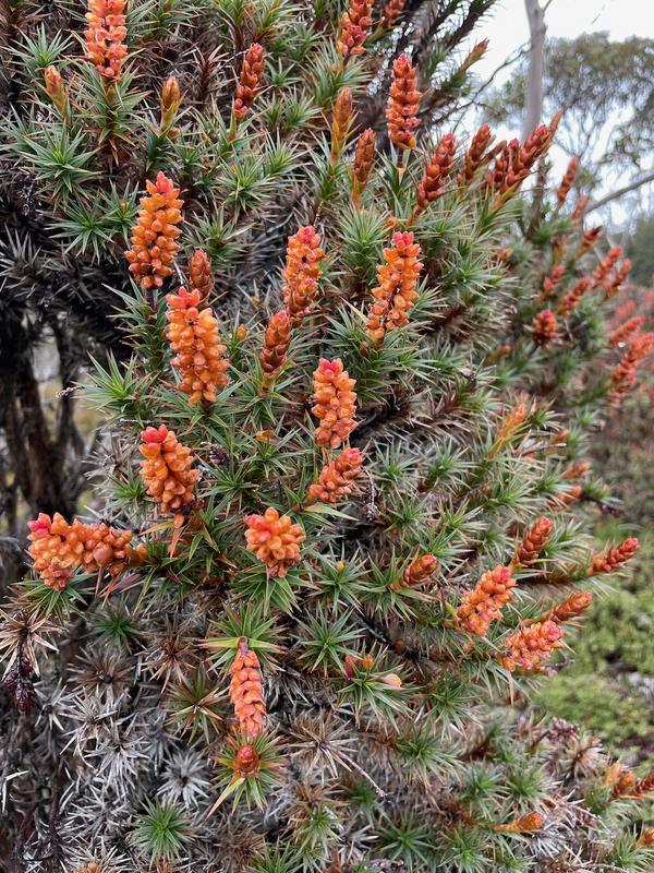 Overland Track photograph