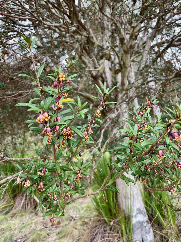 Overland Track photograph