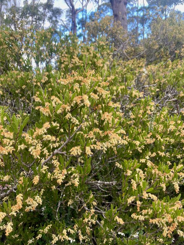 Overland Track photograph