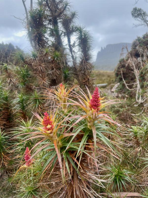 Overland Track photograph