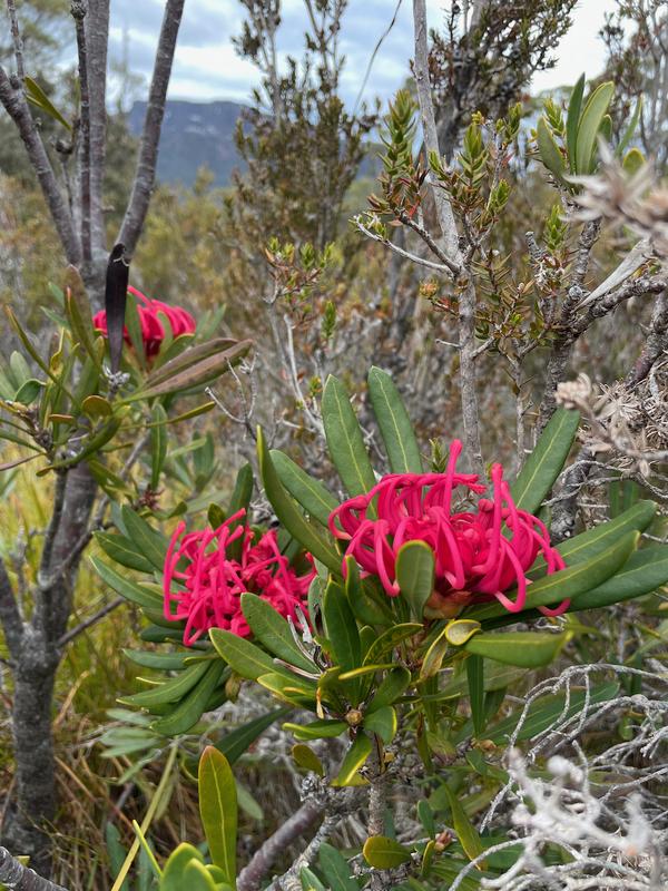 Overland Track photograph