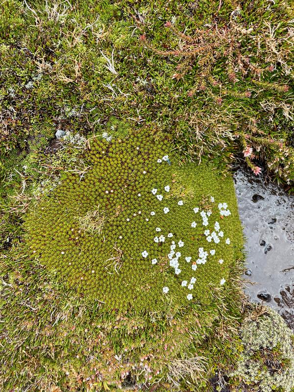 Overland Track photograph
