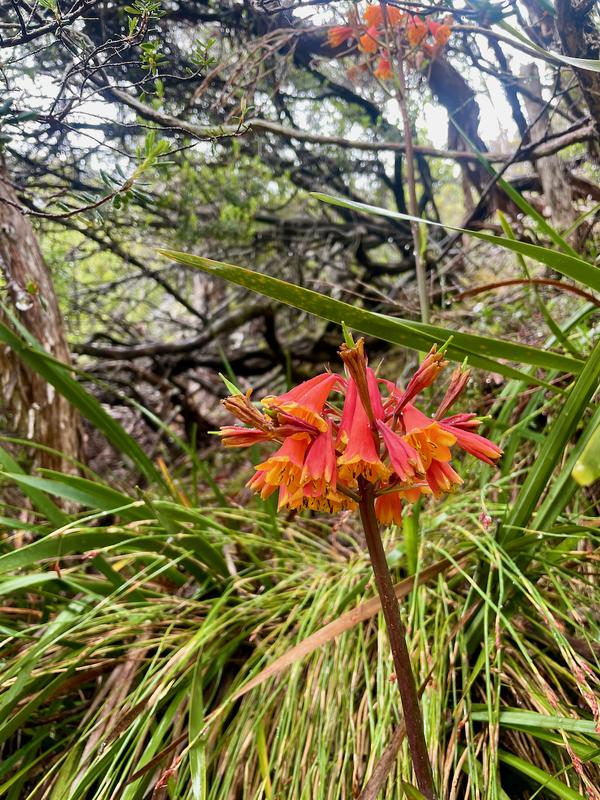 Overland Track photograph