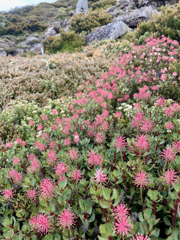 Overland Track photograph