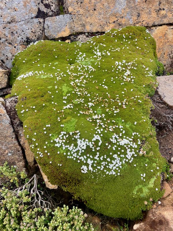 Overland Track photograph