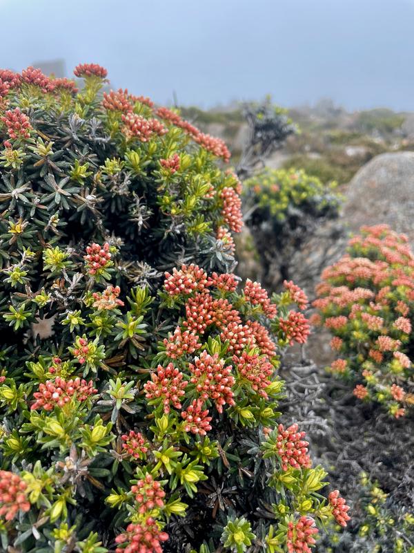 Overland Track photograph