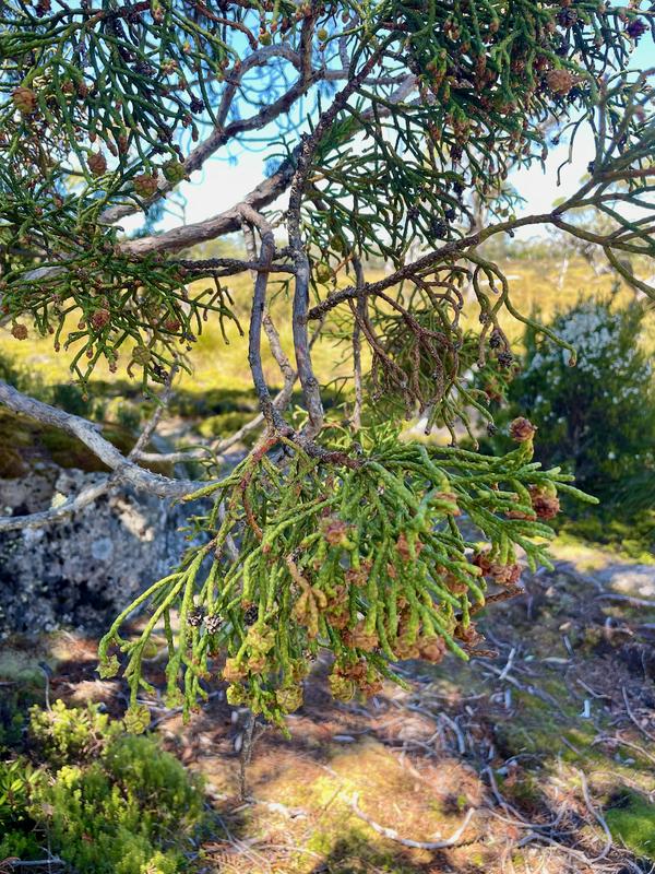 Overland Track photograph