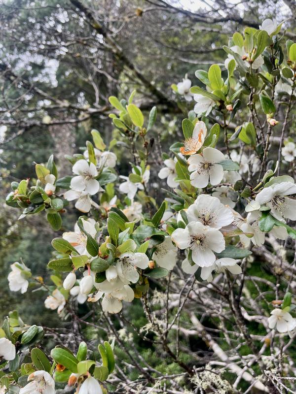 Overland Track photograph